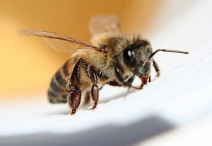 veninul-de-albina-benefic-pentru-sanatate