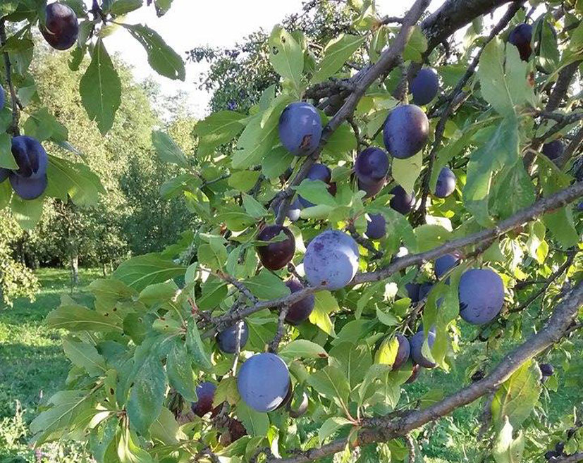 Producție record de prune – Agro BUSINESS