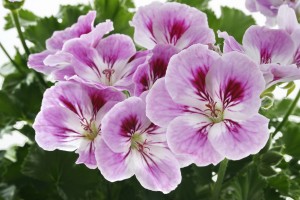 Pelargonium-grandi­florum