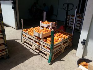 fructe-refuzate-de-occident-ajung-in-Romania