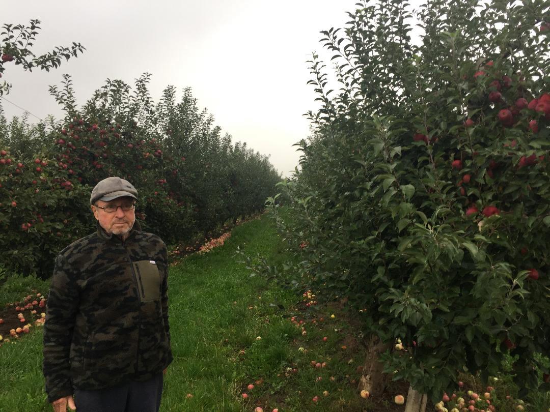 I think I'm sick media Distant Merele, mândria zonei Fălticeni – Agro BUSINESS