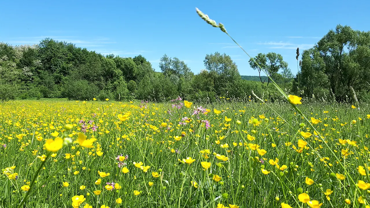 113 milioane euro pentru ferme mici, floricultură și plante medicinale
