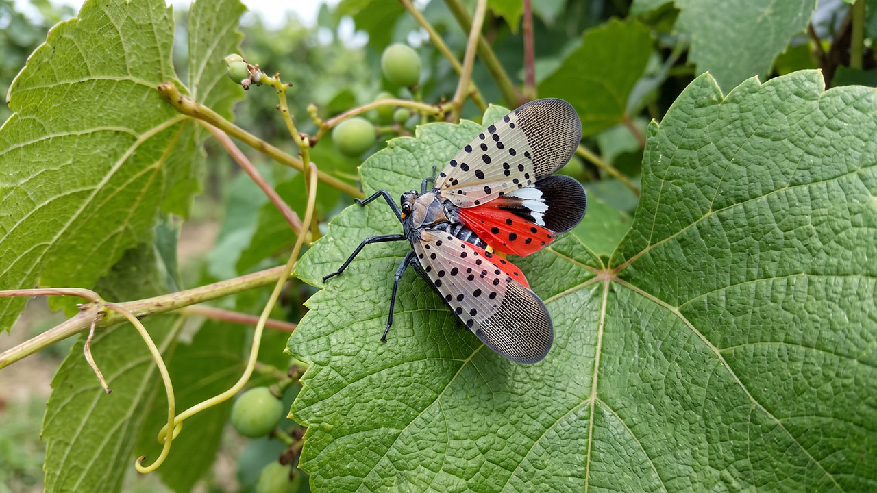 Lycorma delicatula pe frunza de vita-de-vie