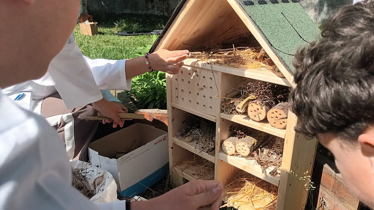 Hoteluri de insecte construte de elevi