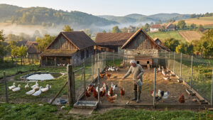 Campania #NoBirdFlu. Află cele 5 măsuri esențiale de biosecuritate pentru a-ți proteja păsările de curte de gripa aviară