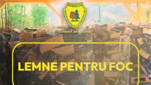 Romsilva va pune la dispoziție 2 milioane de metri cubi de lemn de foc în 2026. Cât costă